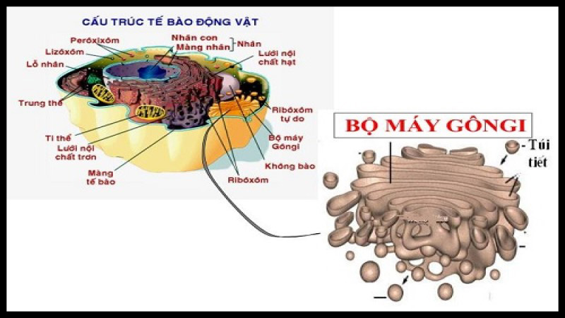 Chức năng của bộ máy gôngi