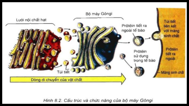 Cấu trúc của bộ máy gôngi