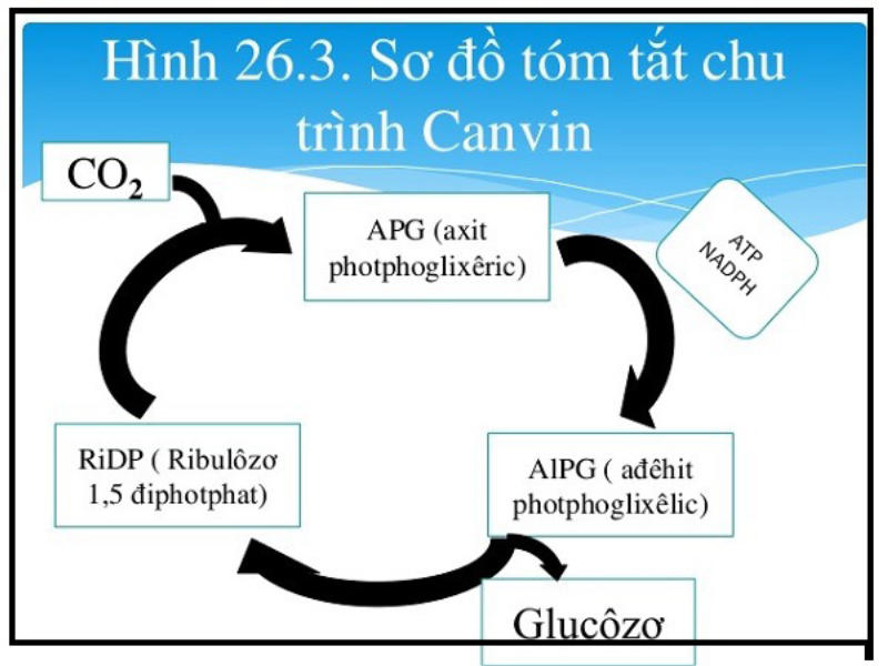 Khái niệm chu trình Canvin
