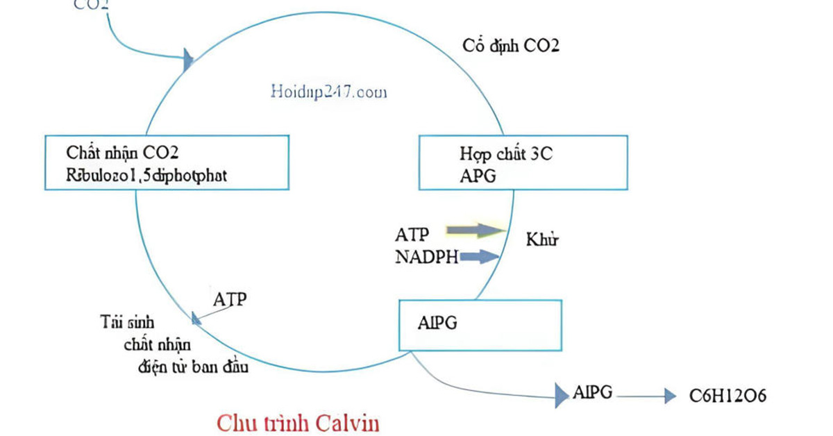 Chu trình Canvin là gì? Sản phẩm của chu trình Canvin
