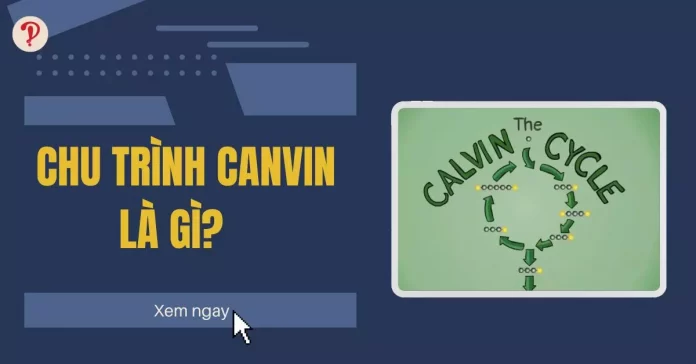 chu trình canvin