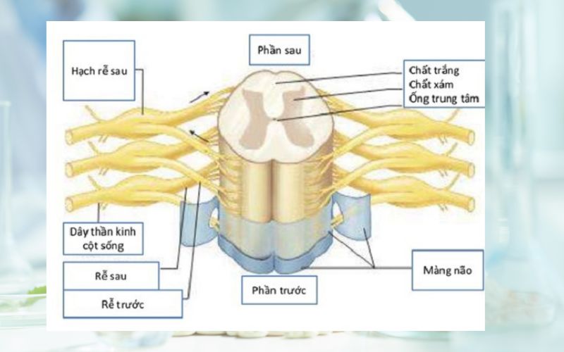 Tủy sống và cấu tạo của tủy sống