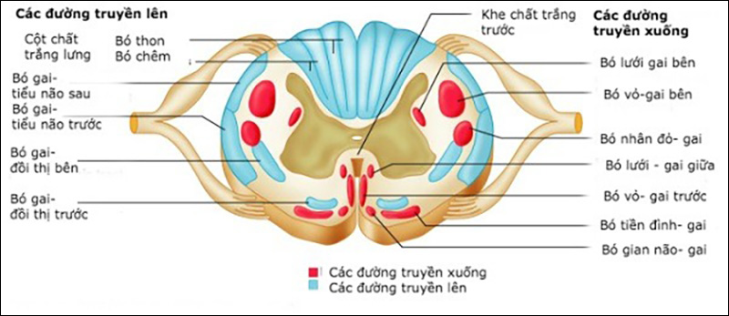 Chức năng của rễ tủy và Cấu tạo dây thần kinh tủy