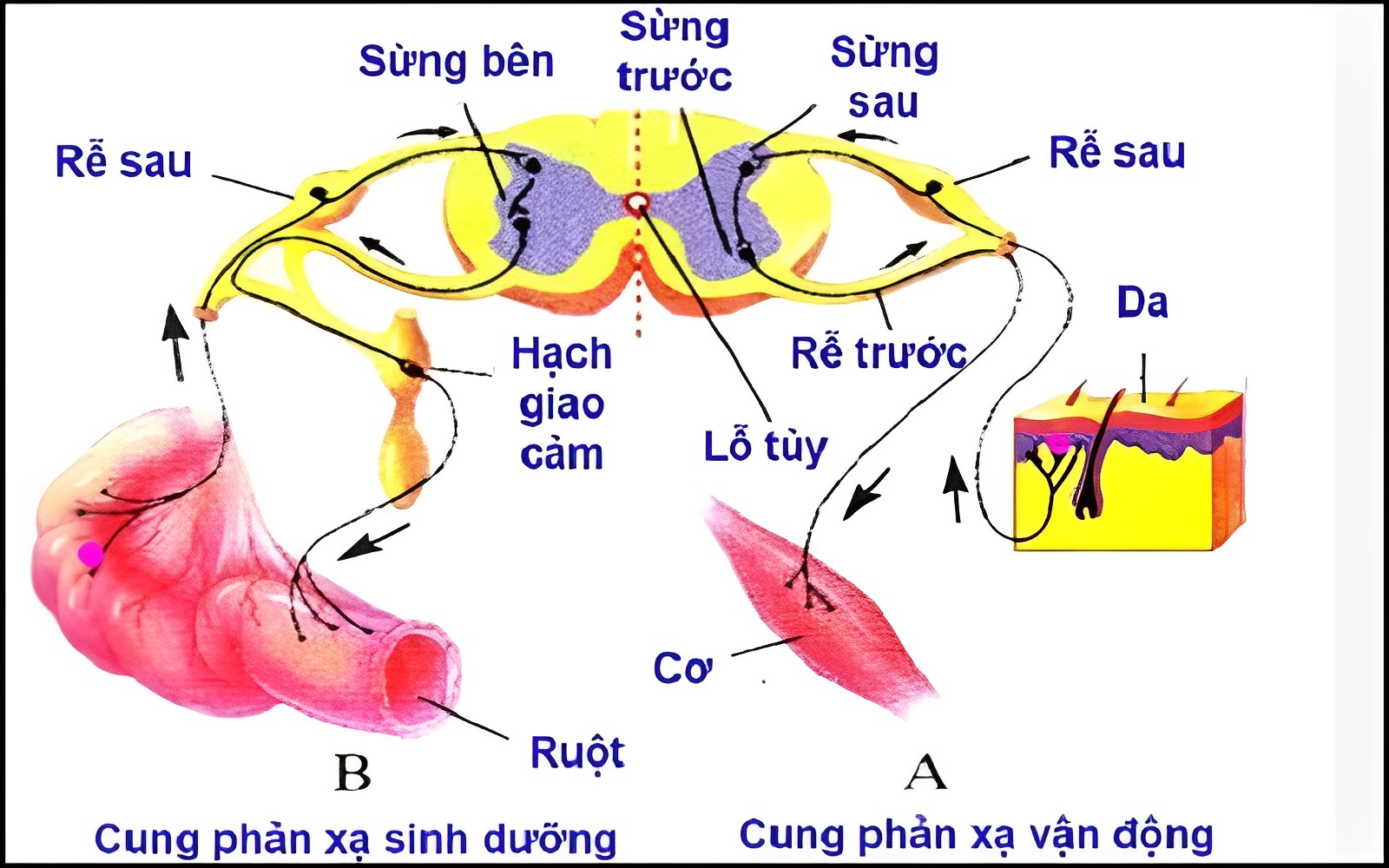 Chức năng dẫn truyền của tủy sống