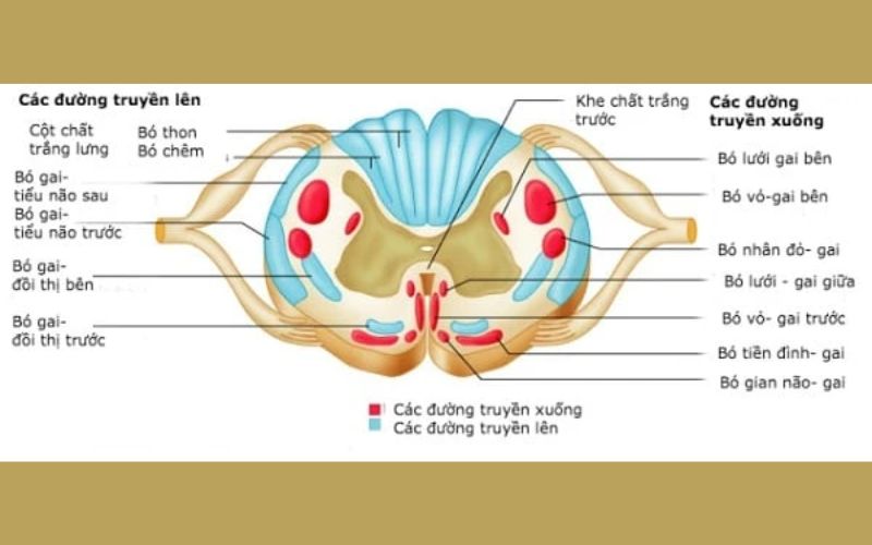 Chức năng phản xạ của tủy sống