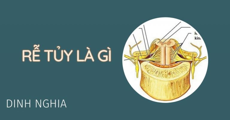 Chức ngăng của rễ tủy