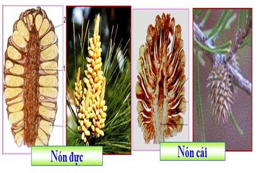 Đặc điểm cấu tạo của cơ quan sinh sản