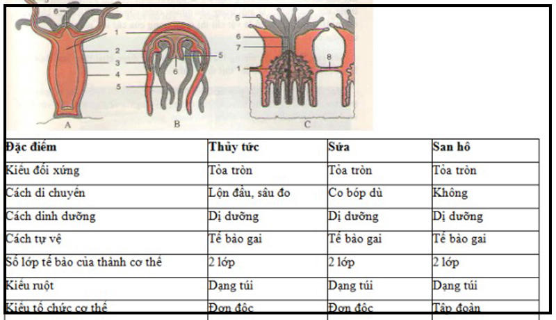 Một số loài đại diện cho ngành ruột khoang