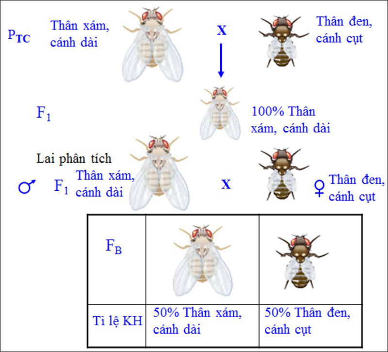 Sơ đồ lai trong thí nghiệm của moocgan