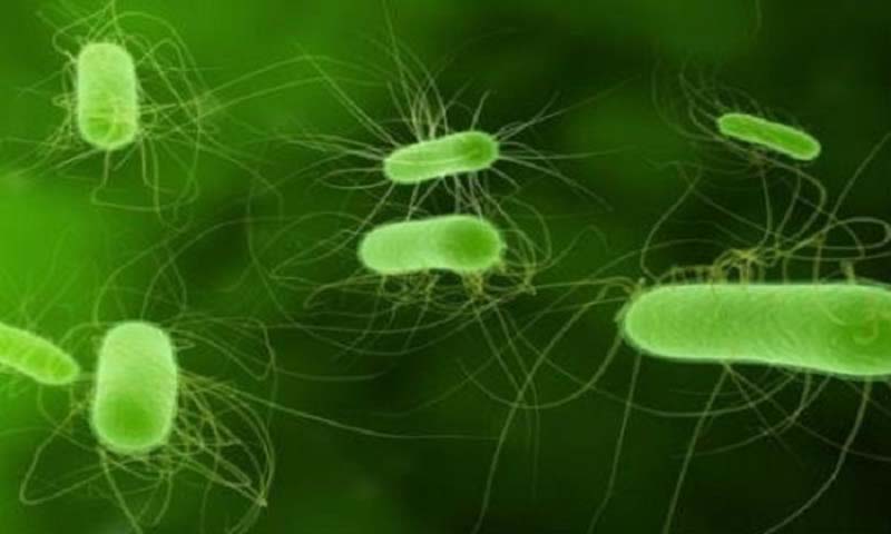 Giới khởi sinh bao gồm những gì?