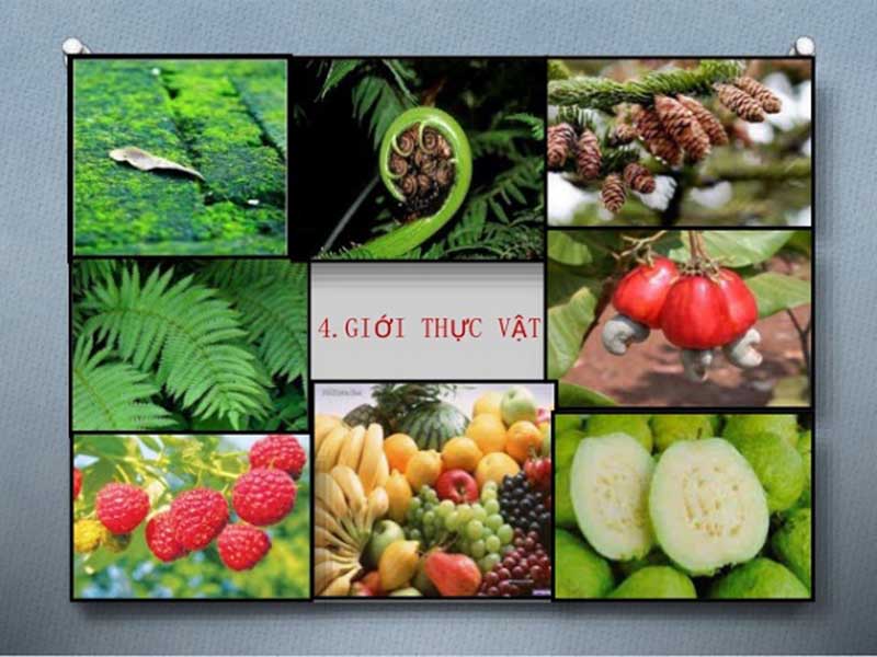 Giới thực vật (Plantae)