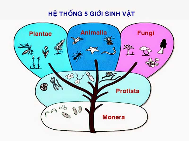 Giới sinh vật là gì?