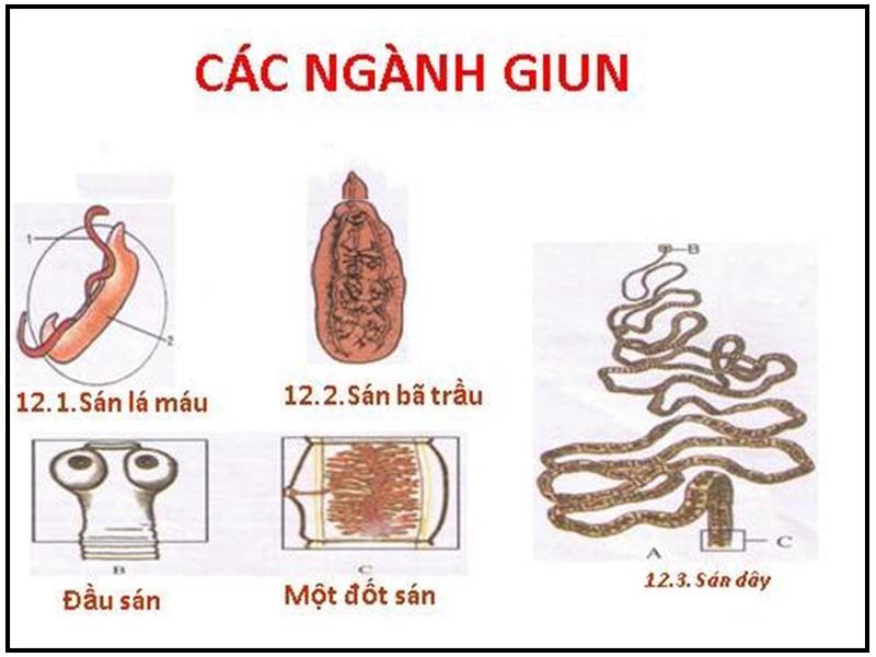 Một số loại giun dẹp phổ biến