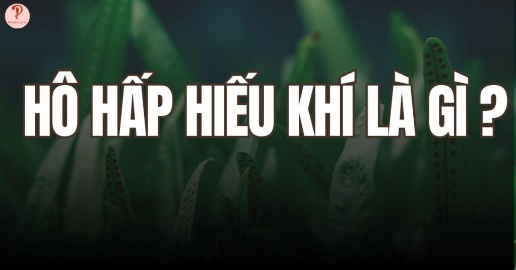 Hô hấp hiếu khí là gì?