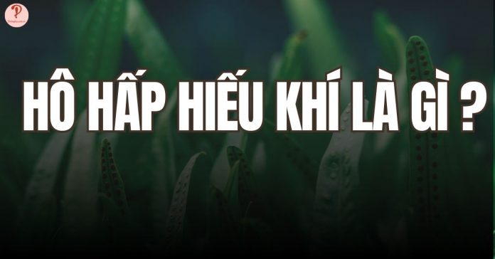 Hô hấp hiếu khí là gì?