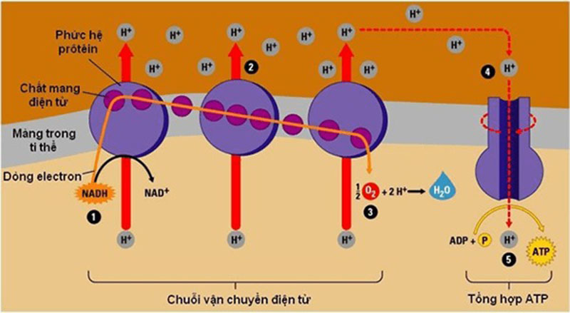 Hô hấp hiếu khí là gì?