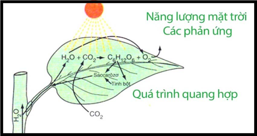 Đặc điểm của quá trình hô hấp ở cây xanh