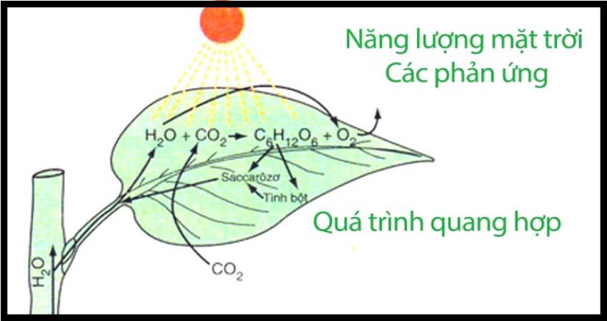 Đặc điểm của hô hấp ở cây xanh