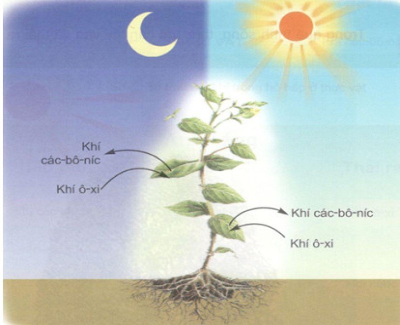 Ảnh hưởng của môi trường đối với hô hấp ở cây xanh