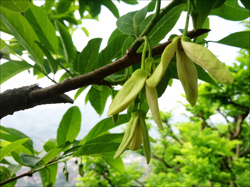 Hoa na chứa rất nhiều noãn