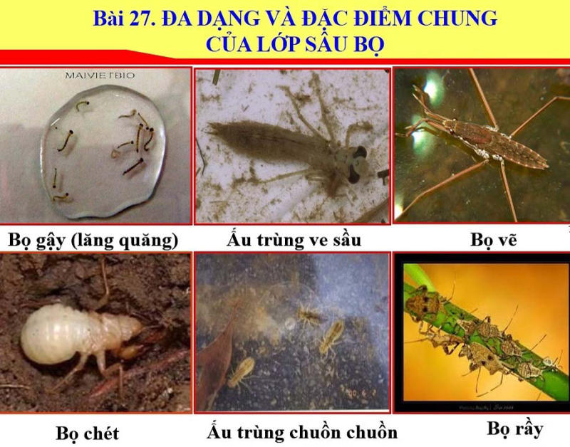 Lớp sâu bọ là gì? Đặc điểm chung của lớp sâu bọ