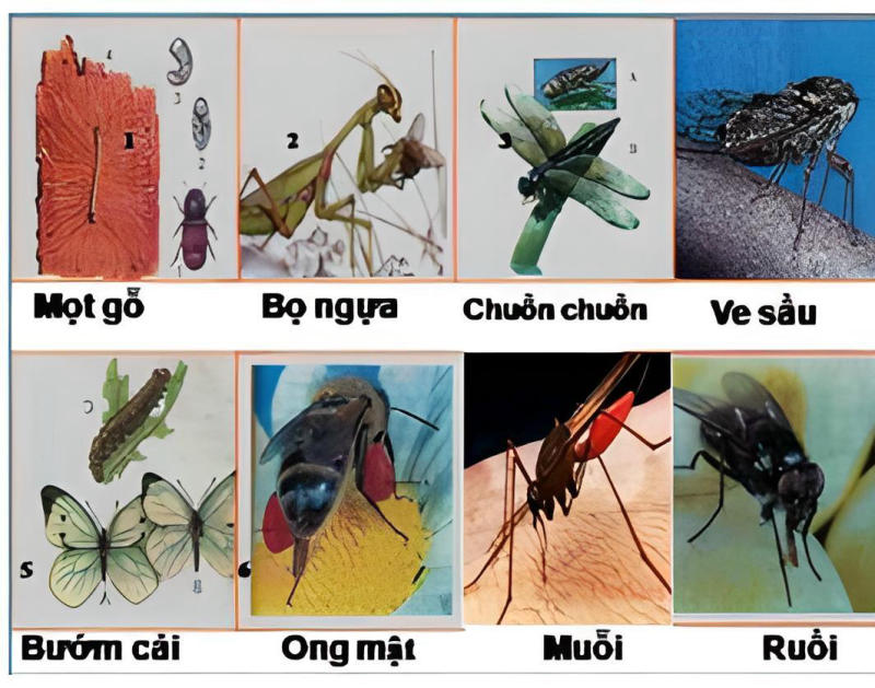 Một số đại diện lớp sâu bọ