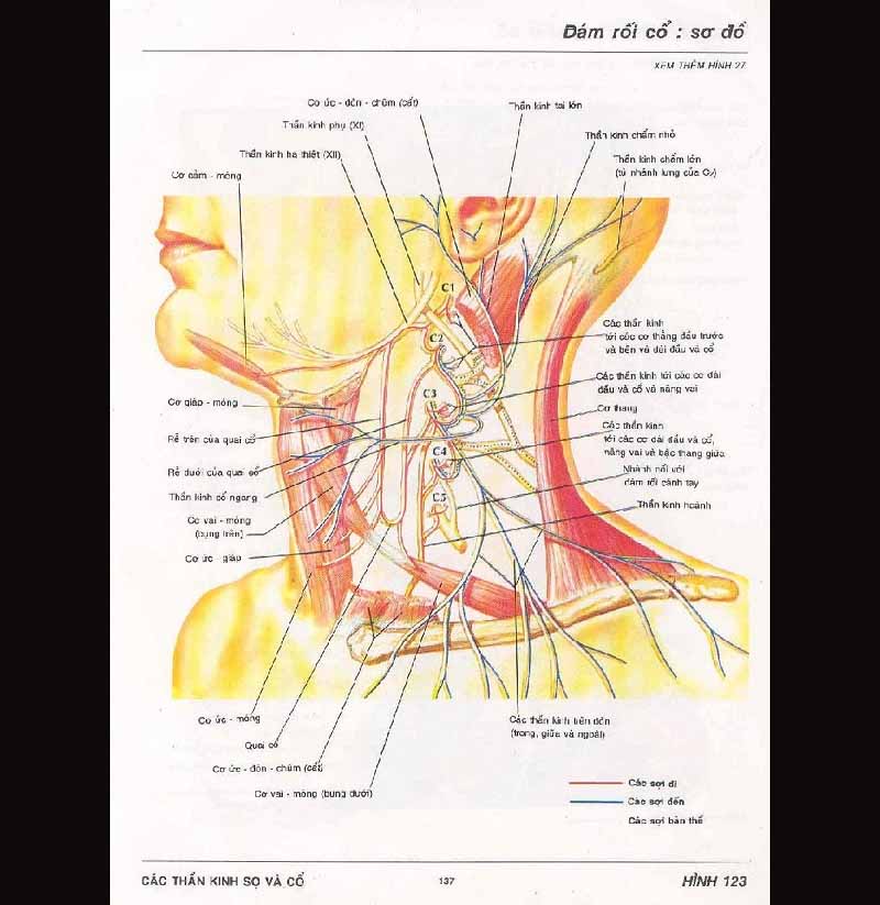 Đám rối thần kinh cổ