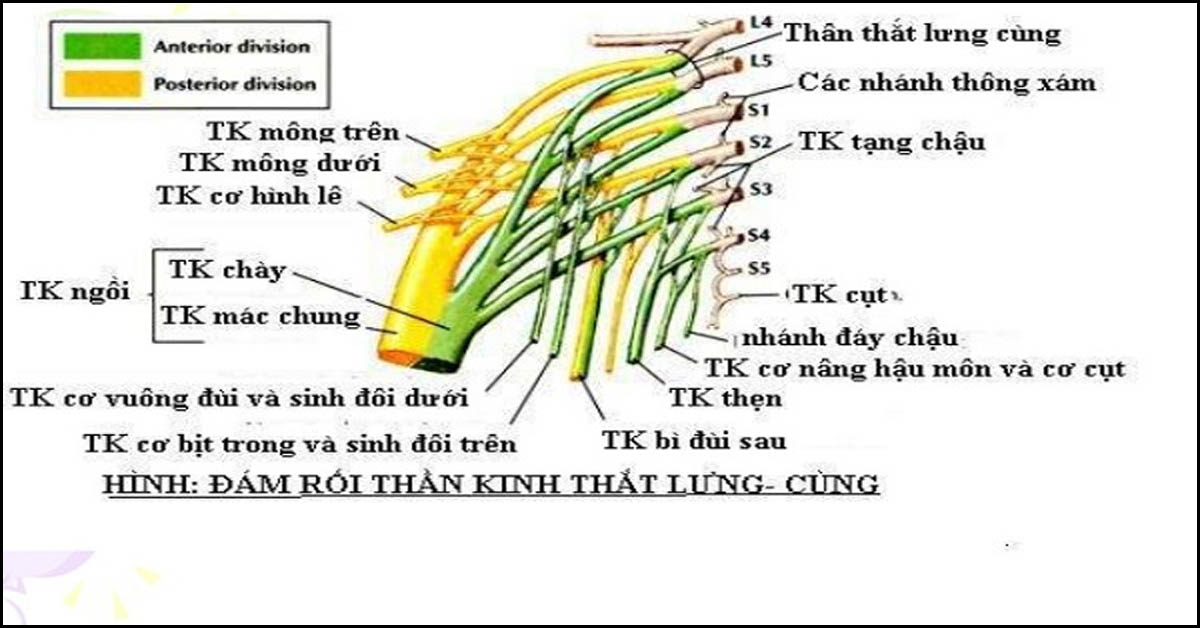 Mô tả đám rối thần kinh thắt lưng: Khái niệm và Tác dụng