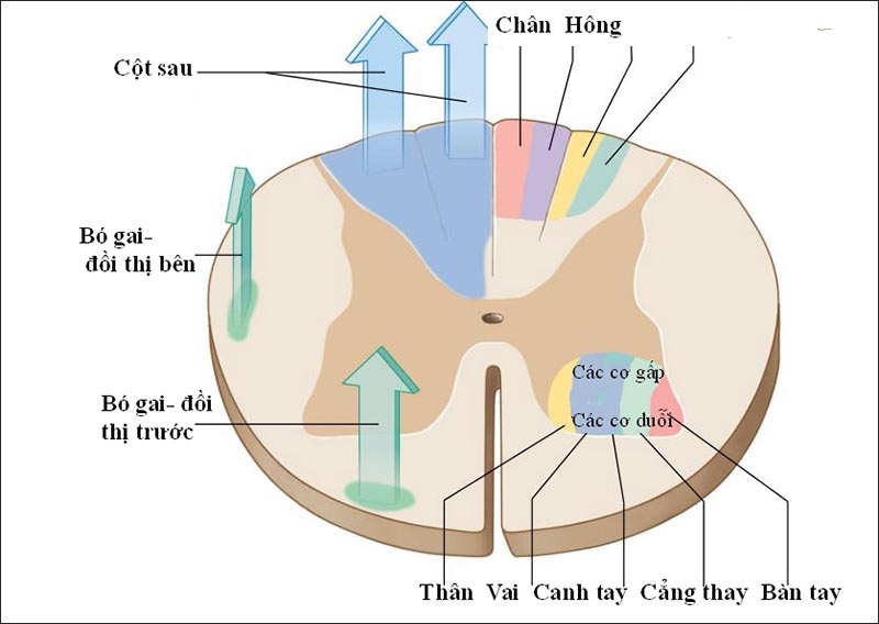 Đặc điểm cấu tạo của tủy sống