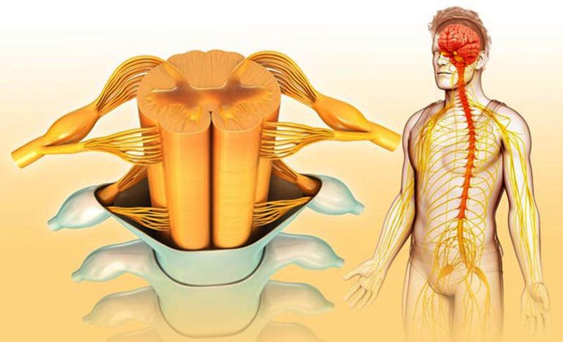 Chức năng dẫn truyền của tủy sống