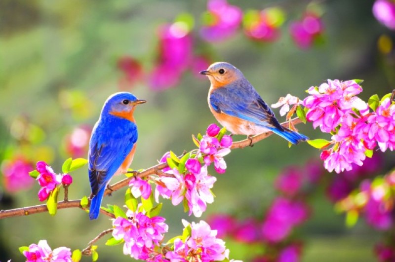 Niềm say mê cùng tình yêu thiên nhiên say đắm của nhà thơ