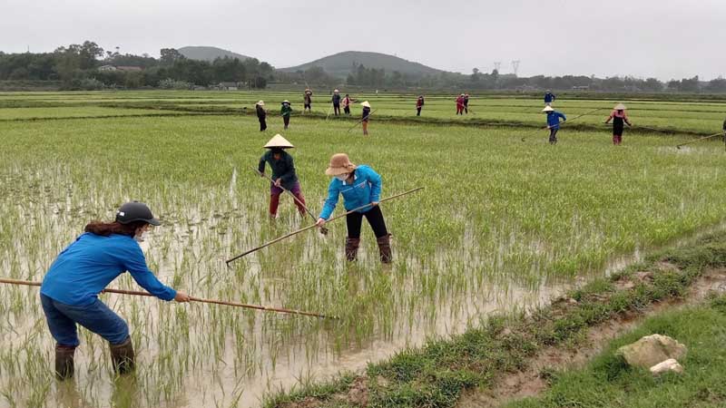 Sự góp sức của thanh thiếu niên vào hạt gạo và giá trị vô giá