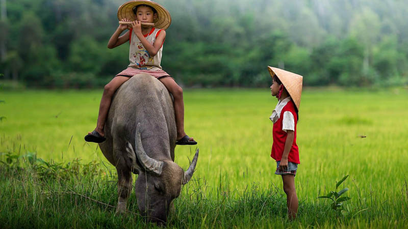 Đánh giá về tác phẩm khi phân tích bài thơ Hạt gạo làng ta
