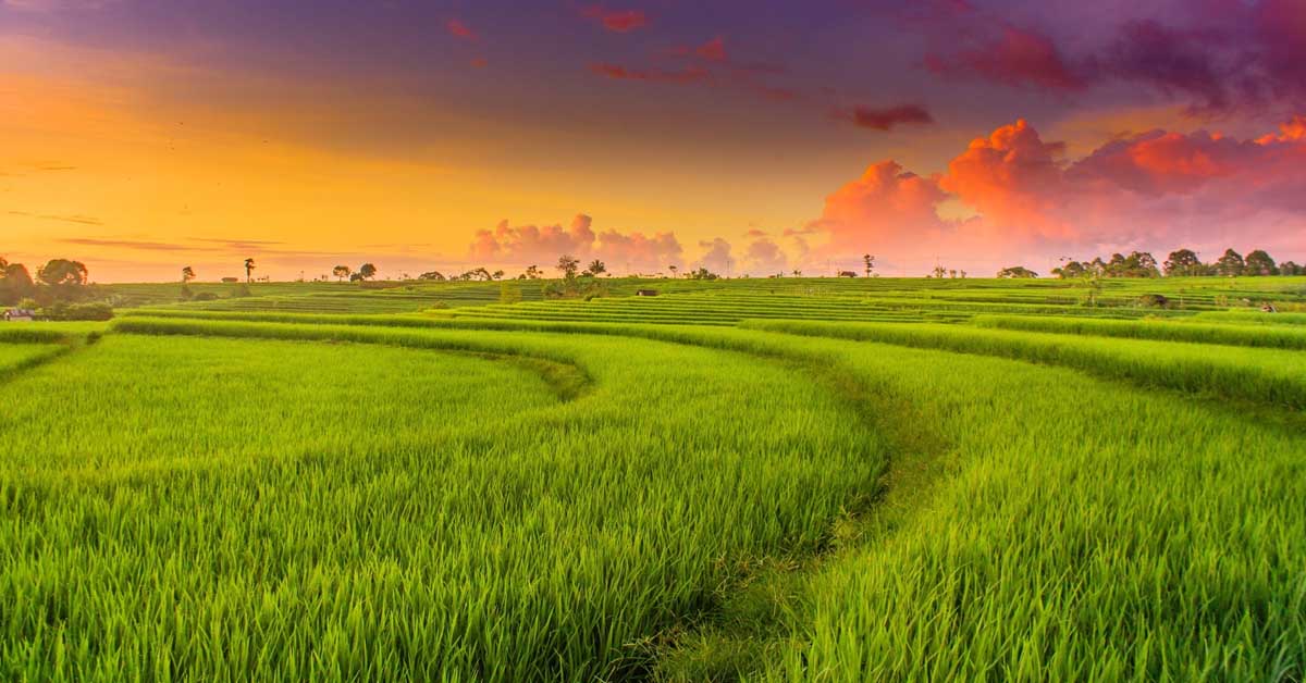 Phân tích vẻ đẹp bài thơ Hạt gạo làng ta của Trần Đăng Khoa