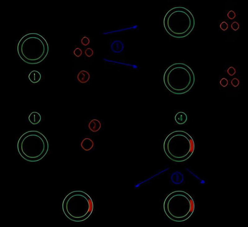 Cấu hình Plasmid
