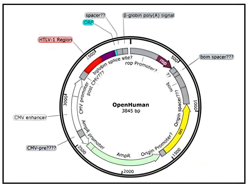 Plasmid là gì?