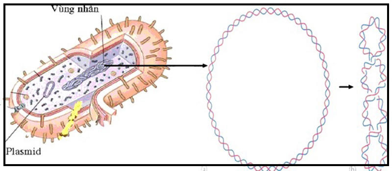 Các loại plasmid