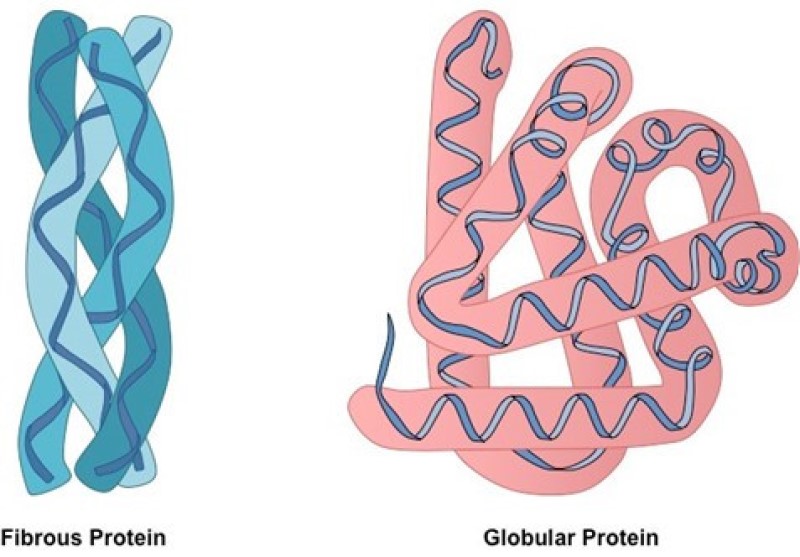 Protein dạng sợi