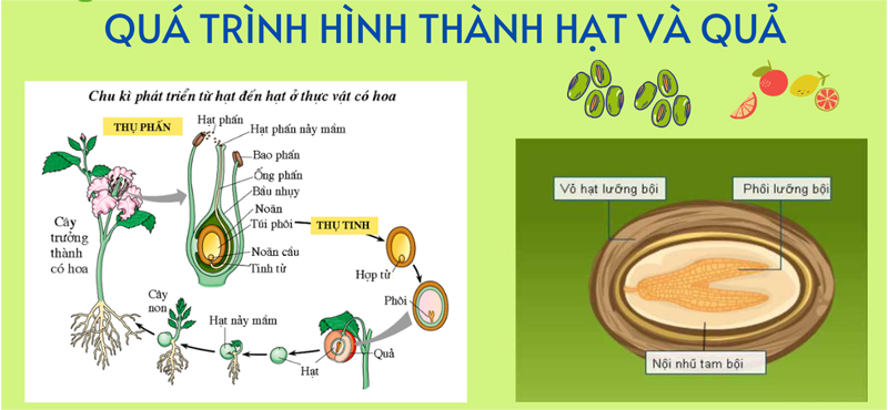 Quá trình hình thành hạt và quả