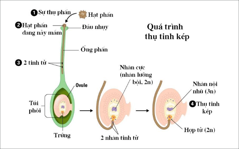 Quá trình thụ tinh kép ở thực vật