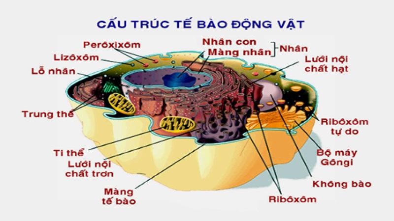 Chức năng của ribosome liên kết