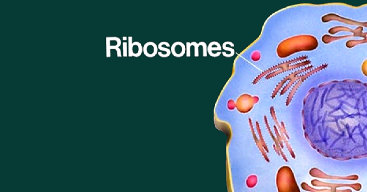 riboxom là gì