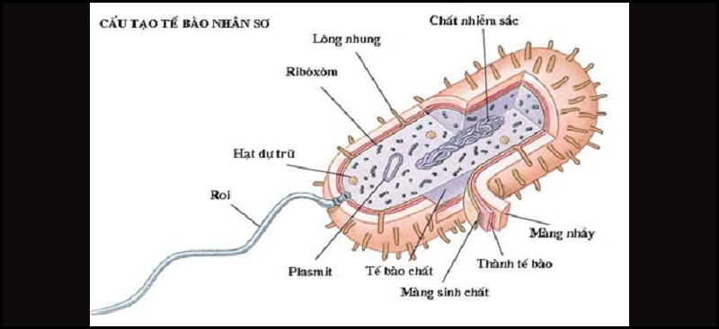 Tế bào nhân sơ