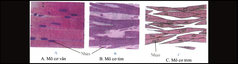 Mô cơ tim