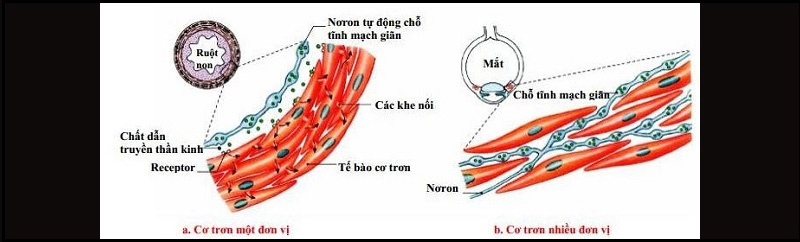 So sánh 4 loại mô chính trong cơ thể