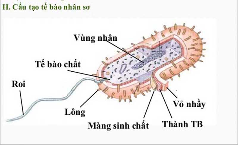 Tế bào nhân sơ là gì?