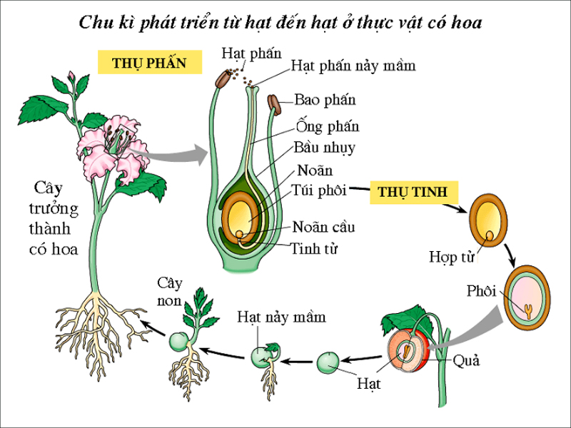 Mối quan hệ của Thụ phấn và Thụ tinh
