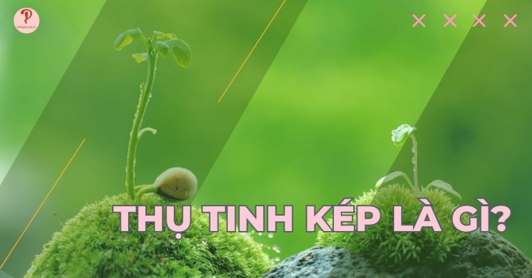 Thụ tinh kép là gì? Quá trình, ý nghĩa của thụ tinh kép ở thực vật