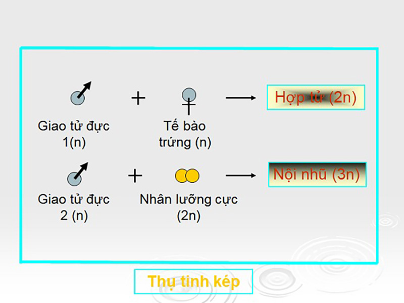 Thụ tinh kép là gì? Quá trình thụ tinh kép ở thực vật – DINHNGHIA.com