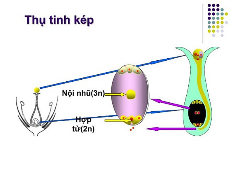 Quá trình thụ tinh kép ở thực vật xảy ra như thế nào?